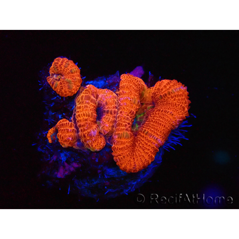 WYSIWYG Micromussa lordhowensis (formerly Acanthastrea) 6J2