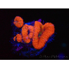 WYSIWYG Micromussa lordhowensis (ex Acanthastrea) 6J2