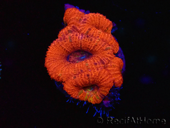 WYSIWYG Micromussa lordhowensis (ehemals Acanthastrea) 6J3