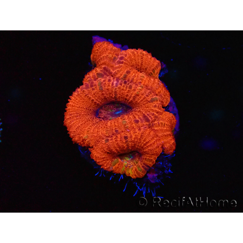 WYSIWYG Micromussa lordhowensis (formerly Acanthastrea) 6J3
