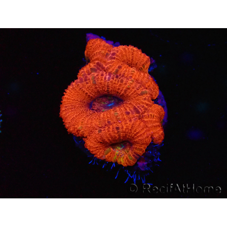 WYSIWYG Micromussa lordhowensis (ex Acanthastrea) 6J3