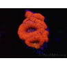 WYSIWYG Micromussa lordhowensis (formerly Acanthastrea) 6J3
