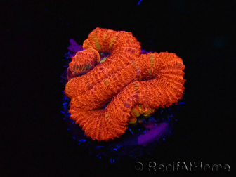 WYSIWYG Micromussa lordhowensis (ex Acanthastrea) 6J4
