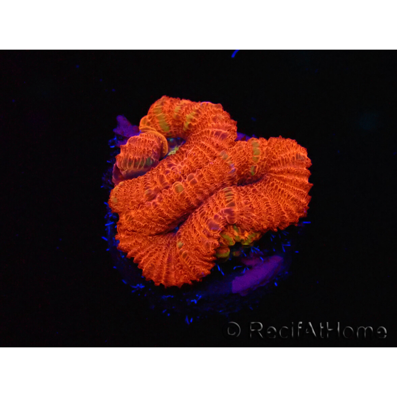WYSIWYG Micromussa lordhowensis (ex Acanthastrea) 6J4