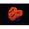 WYSIWYG Micromussa lordhowensis (ehemals Acanthastrea) 6J4
