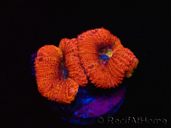 WYSIWYG Micromussa lordhowensis (formerly Acanthastrea)