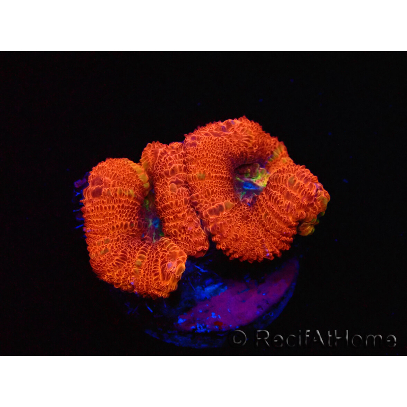WYSIWYG Micromussa lordhowensis (antes Acanthastrea)