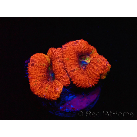 WYSIWYG Micromussa lordhowensis (ex Acanthastrea)