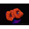 WYSIWYG Micromussa lordhowensis (ex Acanthastrea)
