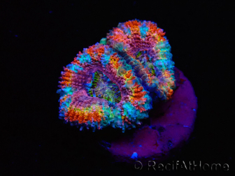 WYSIWYG Micromussa lordhowensis (ehemals Acanthastrea)
