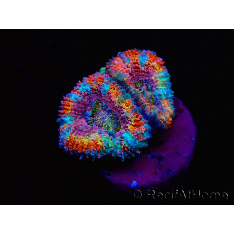WYSIWYG Micromussa lordhowensis (formerly Acanthastrea)