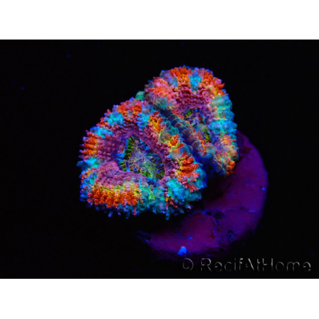 WYSIWYG Micromussa lordhowensis (ex Acanthastrea)