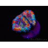WYSIWYG Micromussa lordhowensis (ex Acanthastrea)