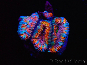 WYSIWYG Micromussa lordhowensis (formerly Acanthastrea)