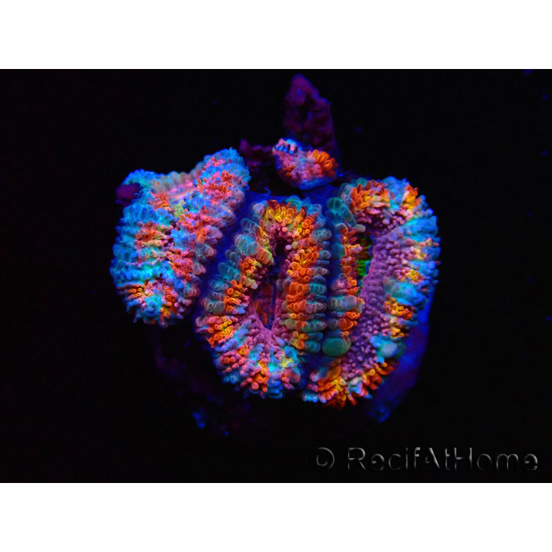 WYSIWYG Micromussa lordhowensis (ehemals Acanthastrea)