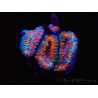 WYSIWYG Micromussa lordhowensis (ex Acanthastrea) 6J7