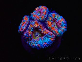 WYSIWYG Micromussa lordhowensis (ehemals Acanthastrea)