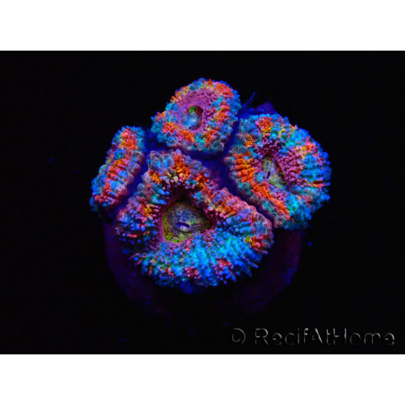 WYSIWYG Micromussa lordhowensis (ehemals Acanthastrea)