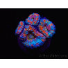 WYSIWYG Micromussa lordhowensis (ehemals Acanthastrea)