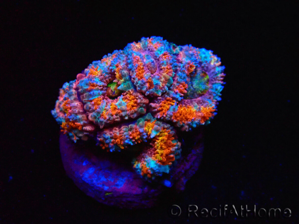 WYSIWYG Micromussa lordhowensis (formerly Acanthastrea)