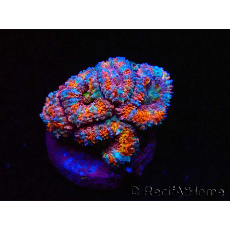 WYSIWYG Micromussa lordhowensis (formerly Acanthastrea)