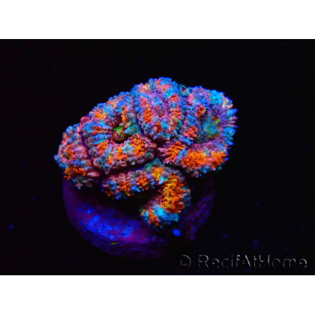 WYSIWYG Micromussa lordhowensis (ex Acanthastrea)