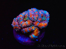 WYSIWYG Micromussa lordhowensis (ehemals Acanthastrea)