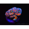 WYSIWYG Micromussa lordhowensis (ehemals Acanthastrea)