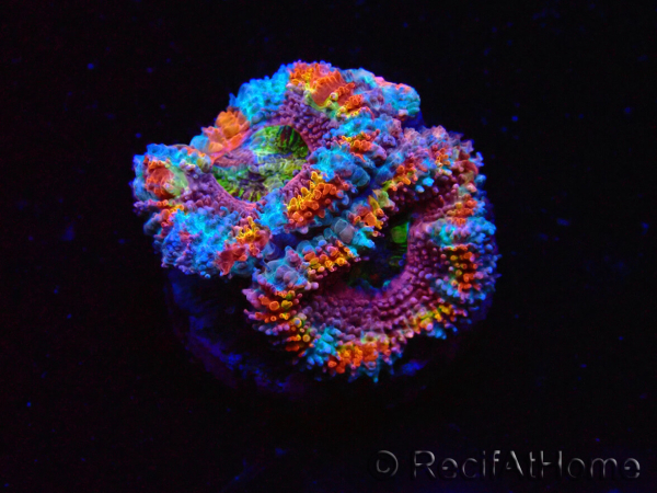 WYSIWYG Micromussa lordhowensis (ex Acanthastrea) 6K2