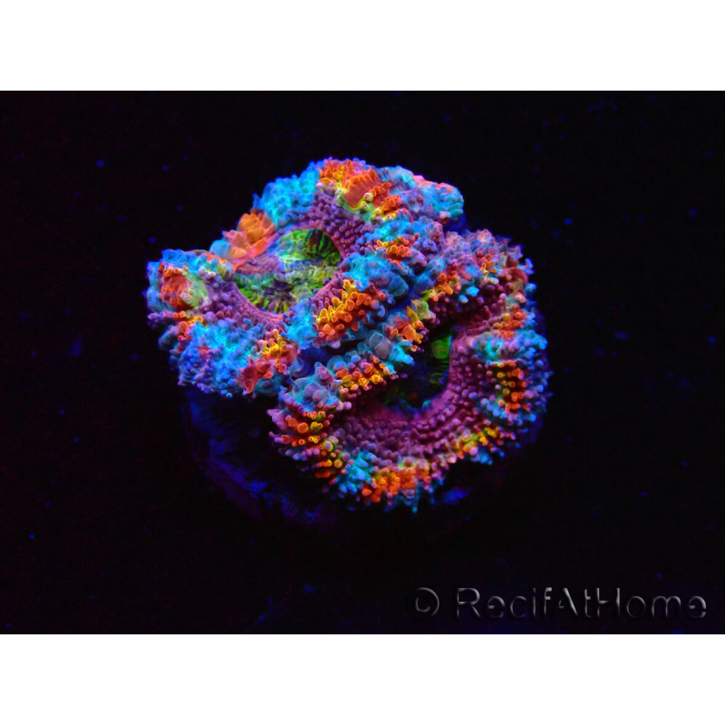 WYSIWYG Micromussa lordhowensis (antes Acanthastrea) 6K2