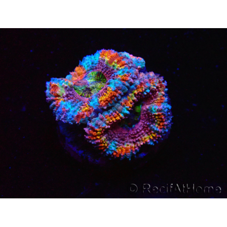 WYSIWYG Micromussa lordhowensis (ex Acanthastrea) 6K2