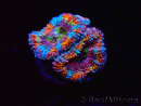WYSIWYG Micromussa lordhowensis (ehemals Acanthastrea) 6K2