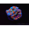WYSIWYG Micromussa lordhowensis (formerly Acanthastrea) 6K2