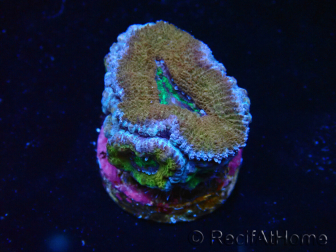 WYSIWYG Micromussa lordhowensis (ehemals Acanthastrea) 6A1