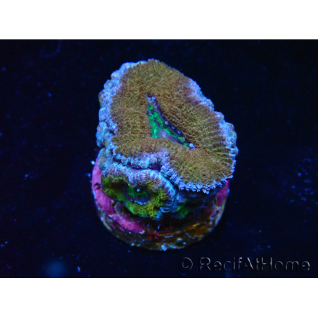 WYSIWYG Micromussa lordhowensis (ex Acanthastrea) 6A1