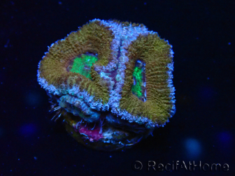 WYSIWYG Micromussa lordhowensis (ehemals Acanthastrea) 6A2