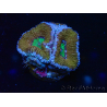 WYSIWYG Micromussa lordhowensis (ehemals Acanthastrea) 6A2