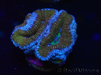 WYSIWYG Micromussa lordhowensis (anteriormente Acanthastrea) 6A3