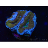 WYSIWYG Micromussa lordhowensis (ehemals Acanthastrea) 6A3