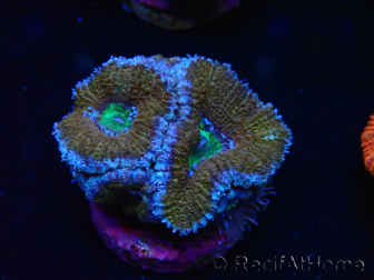 WYSIWYG Micromussa lordhowensis (ex Acanthastrea) 6A5
