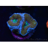 WYSIWYG Micromussa lordhowensis (anteriormente Acanthastrea) 6A5