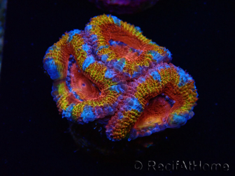 WYSIWYG Micromussa lordhowensis (ex Acanthastrea) 6A6