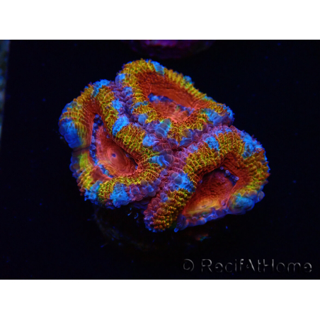 WYSIWYG Micromussa lordhowensis (ex Acanthastrea) 6A6