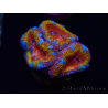 WYSIWYG Micromussa lordhowensis (ex Acanthastrea) 6A6