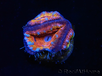 WYSIWYG Micromussa lordhowensis (ex Acanthastrea) 6A7