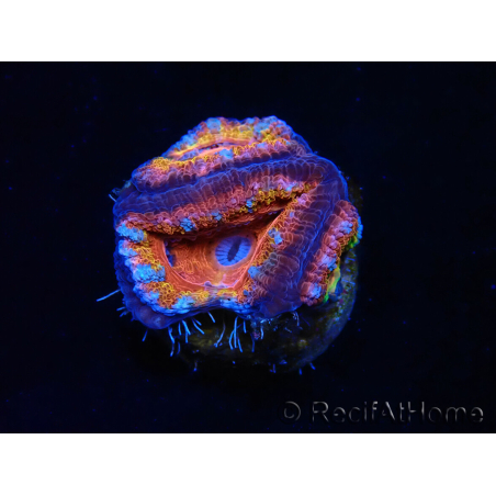 WYSIWYG Micromussa lordhowensis (ex Acanthastrea) 6A7