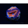 WYSIWYG Micromussa lordhowensis (ex Acanthastrea) 6A7