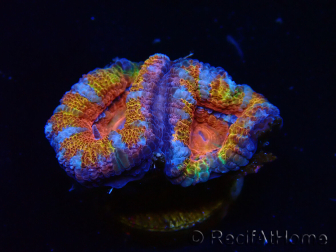 WYSIWYG Micromussa lordhowensis (ehemals Acanthastrea) 6A8