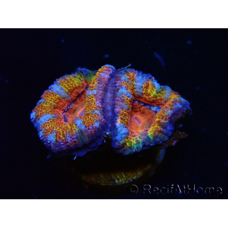 WYSIWYG Micromussa lordhowensis (ex Acanthastrea) 6A8