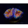 WYSIWYG Micromussa lordhowensis (ex Acanthastrea) 6A8
